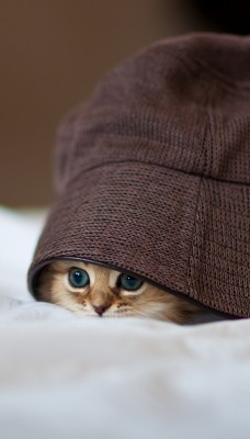 Котенок под шапкой