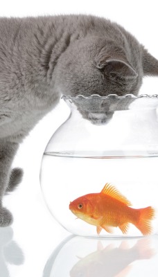 серый кот с рыбкой