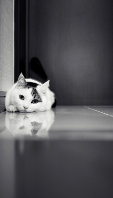 черно-белый котенок
