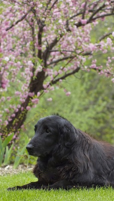 черный пес на лужайке