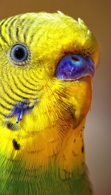 желтый попугай