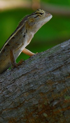Ящерица на стволе дерева