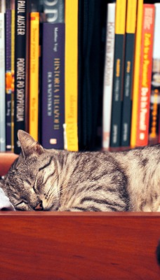 Кот в полке с книгами