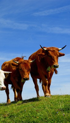 коровы на поляне