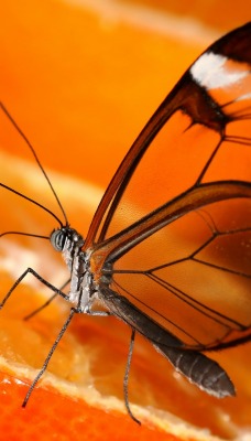 бабочка,прозрачные крылья