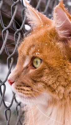 Рыжий кот возле сетки