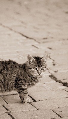 Котенок на тротуарной плитке