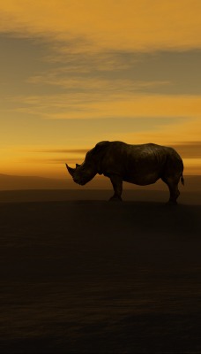 Носорог на закате