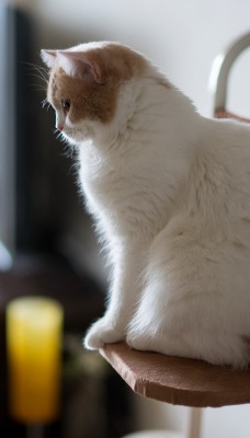 Белый кот на стуле