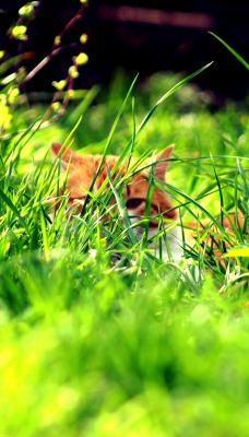 Рыжий кот прячущийся в траве