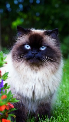 Кот сиамский кот цветы лужайка
