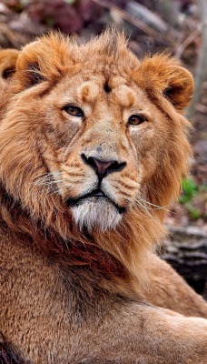лев львята