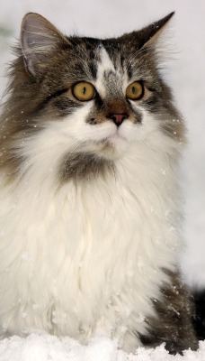 Кошка пушистая белая зима снег