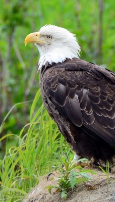 Орел птица животное трава природа