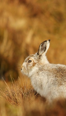 Кролик трава