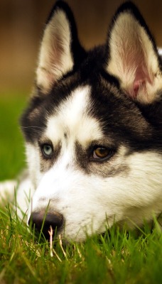 собака трава природа животное Сибирский хаски