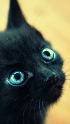 котенок черные голубые глаза