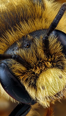 природа насекомое макро голова пчела глаза