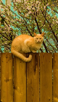 Рыжий кот на заборе