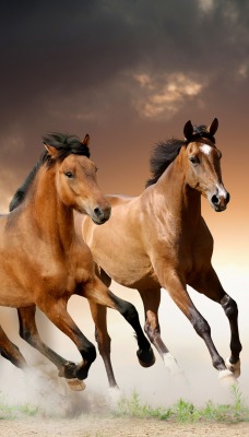 Пара лошади коричневые