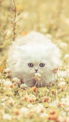 Кот белый в траве