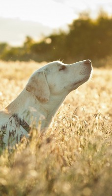 Пес собака поле