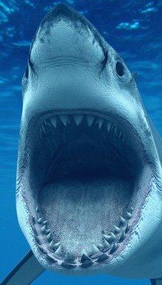 Акула пасть зубы
