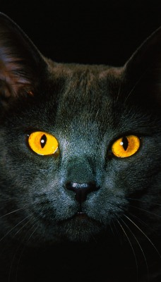 Кот черный рыжие глаза