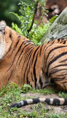 Тигр хвост