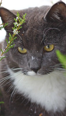 Кошка снег травинки