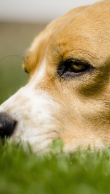 Собака мордой в траве
