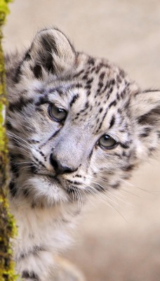 животное природа белый снежный леопард