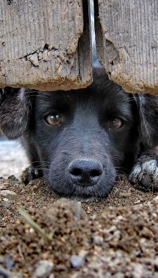 Собачка черный под забором мордочка