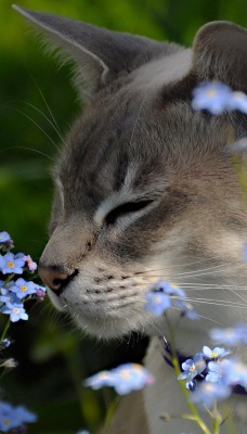 Кот цветы синие