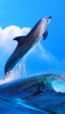 Дельфин прыжок волна
