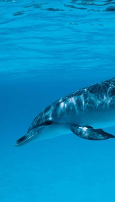 Дельфин под водой