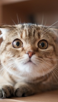 Кот животное глаза