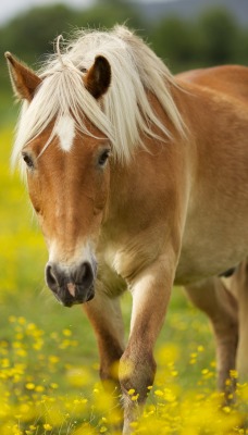 Лошадь поле