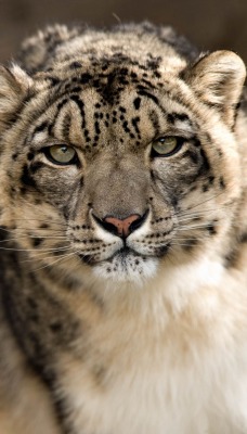 Снежный леопард животное