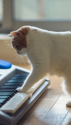 природа кот синтезатор животное
