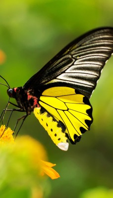 природа насекомое бабочка макро цветы желтые