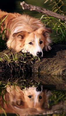 собака трава земля животное вода отражение Бордер Колли