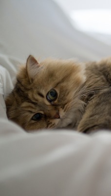 кот животное котенок постель