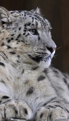 животные снежный леопард