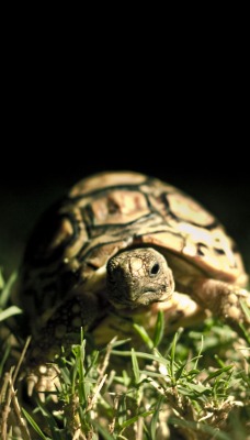 природа черепаха трава животное