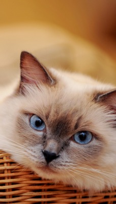 кот белый животное корзина голубые глаза