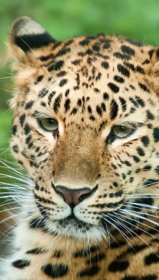 природа животное леопард