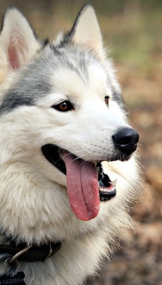 Сибирский Хаски собака животное природа