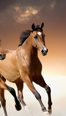 природа животные лошади