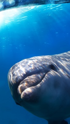 природа животные дельфины море